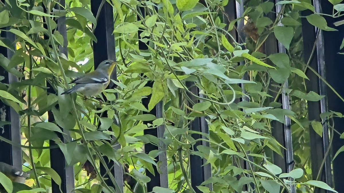 Northern Parula - ML647360663