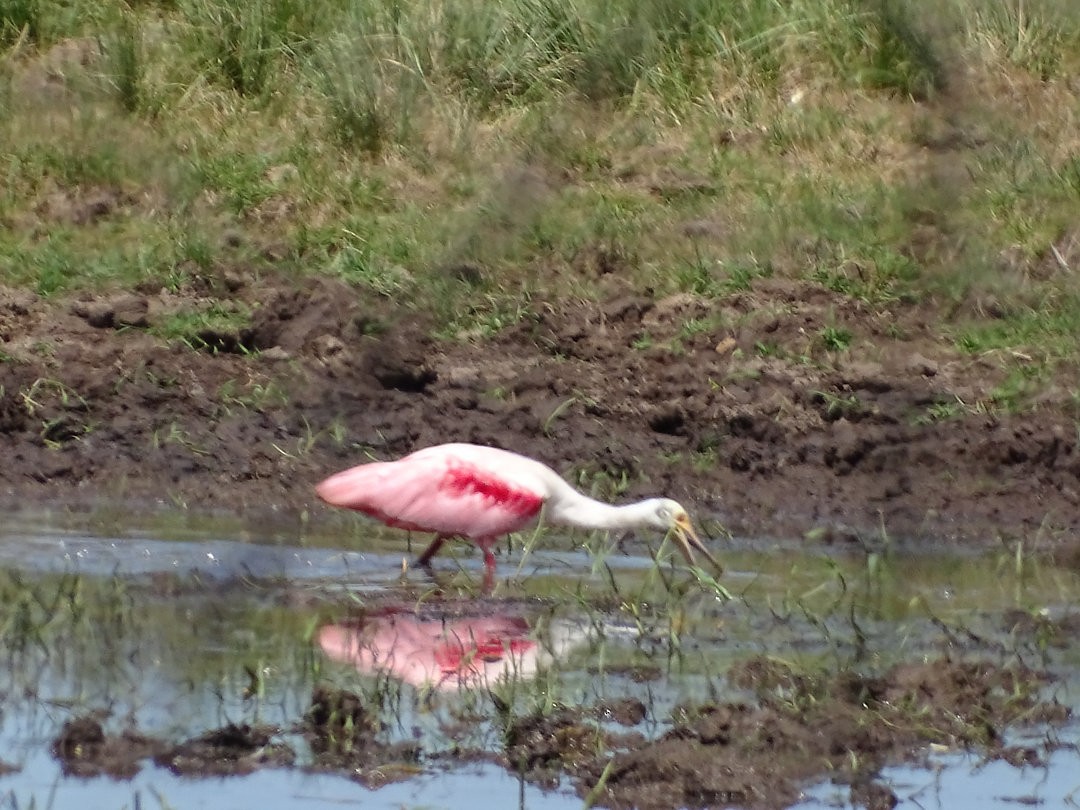 Roseate Spoonbill - ML647360665