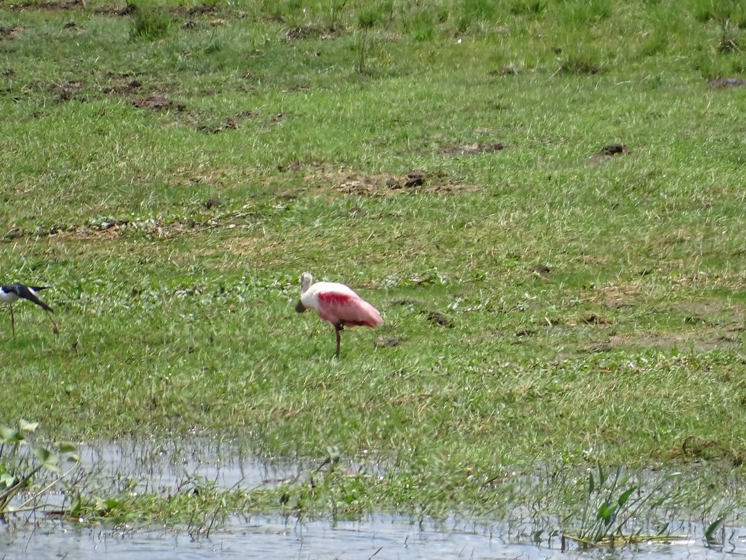 Roseate Spoonbill - ML647360666