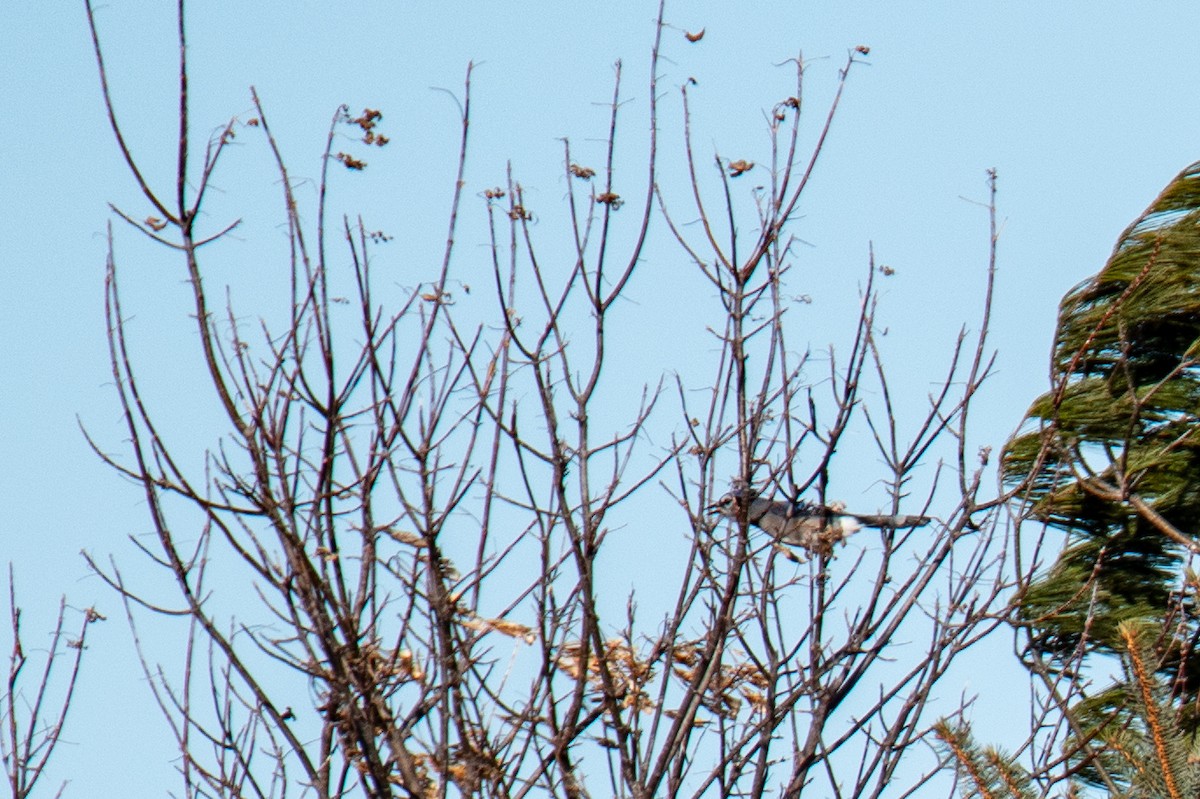 Blue Jay - ML647360667