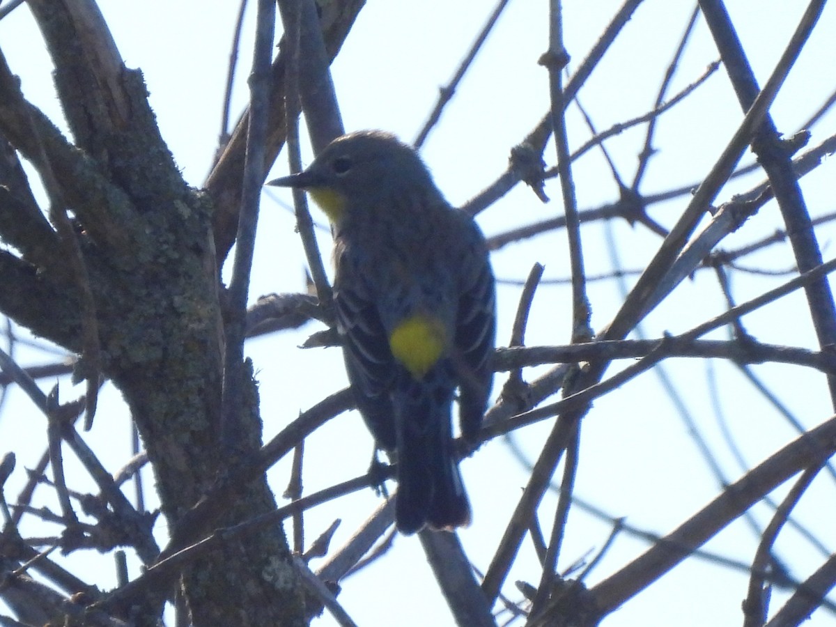 Yellow-rumped Warbler - ML647360669
