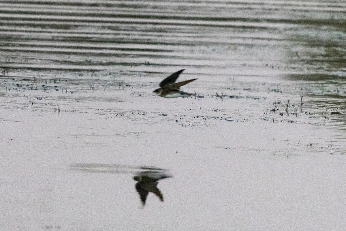 Bank Swallow - ML647360670