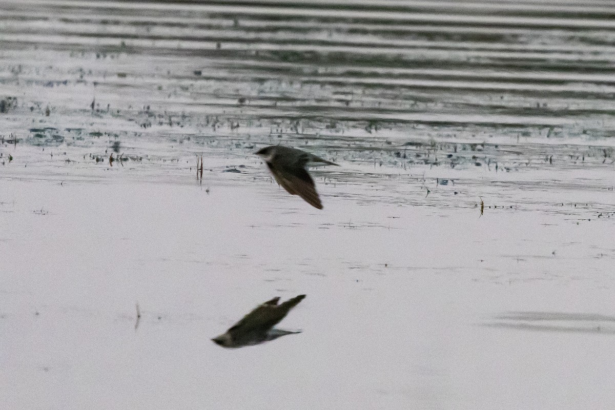 Bank Swallow - ML647360671