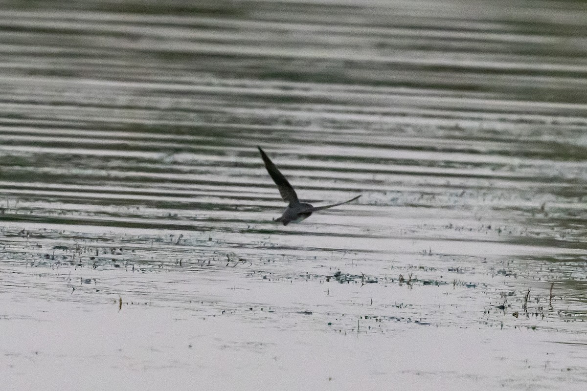 Bank Swallow - ML647360672