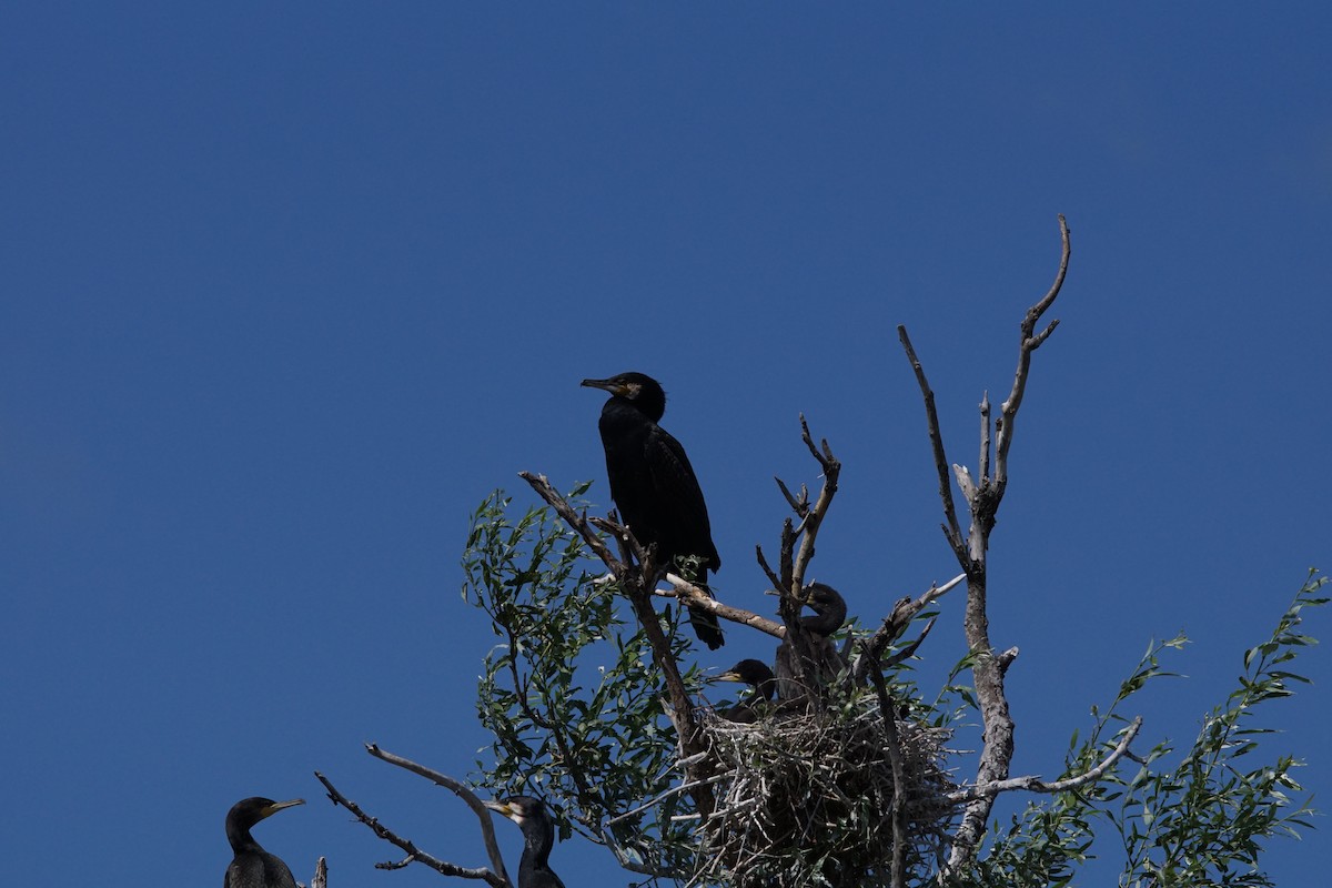 Great Cormorant - ML647360673
