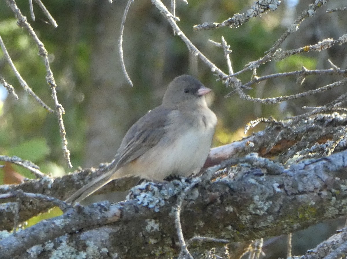 Dark-eyed Junco - ML647360674