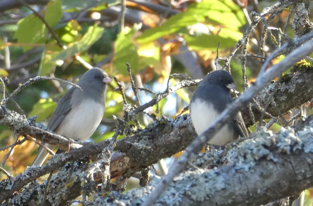 Dark-eyed Junco - ML647360675