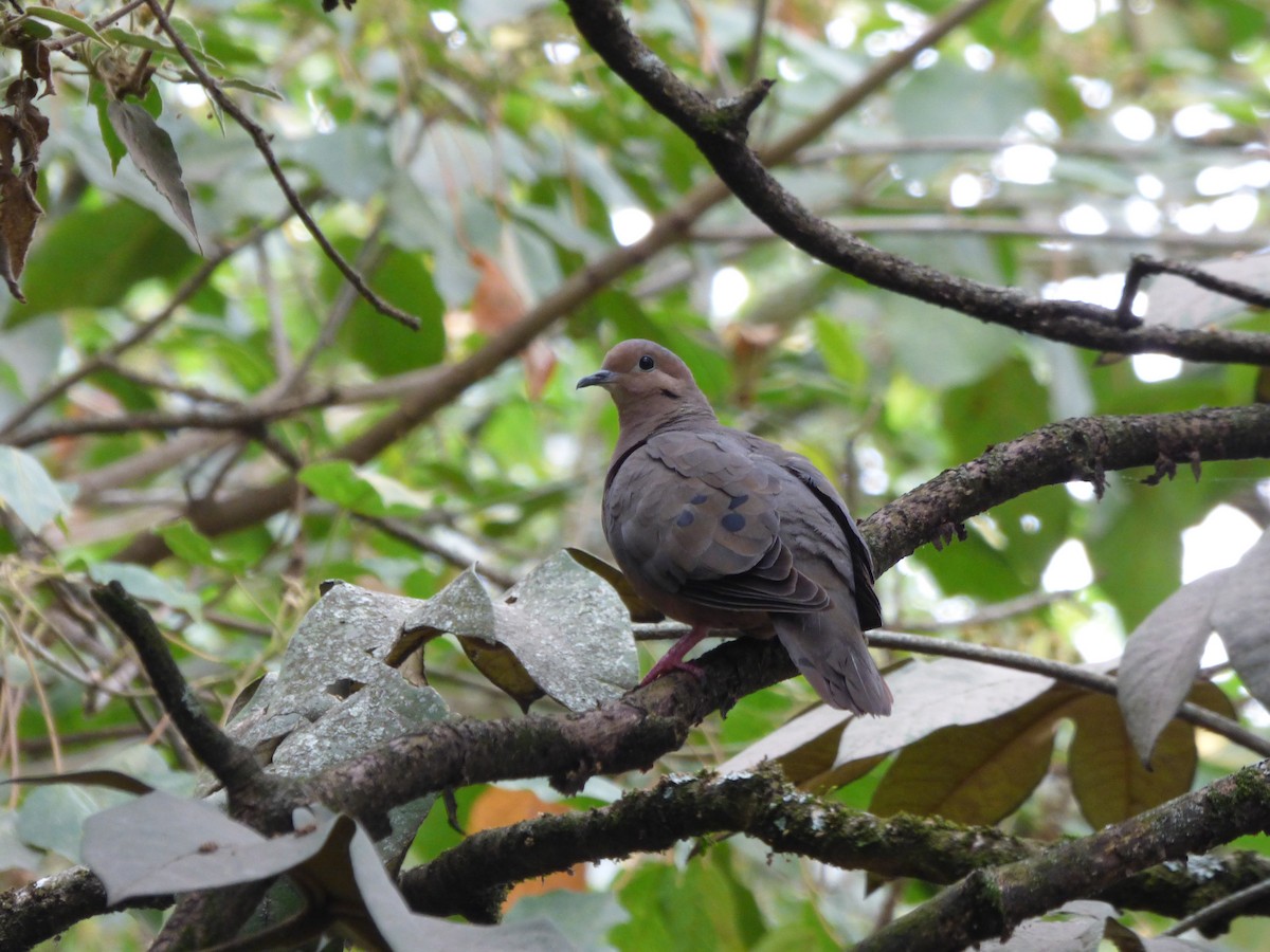 Eared Dove - ML647360679