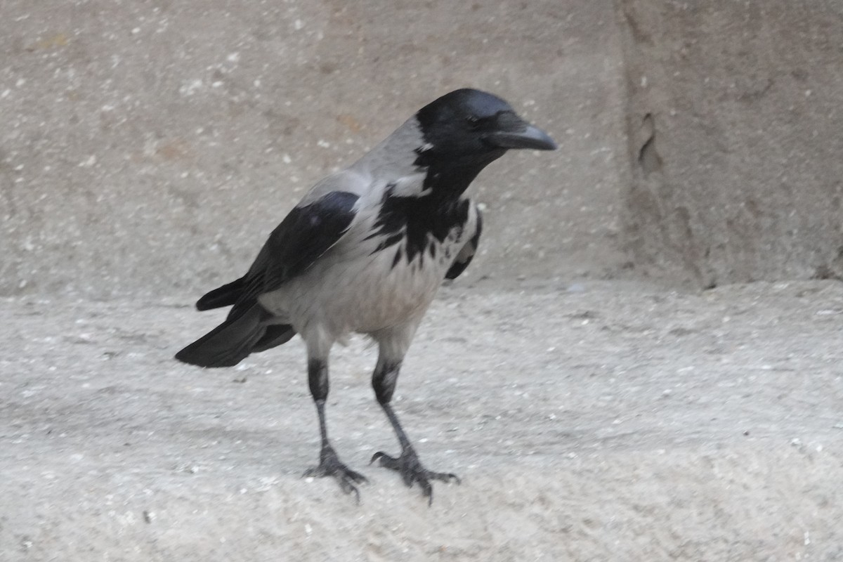 Hooded Crow - ML647360689