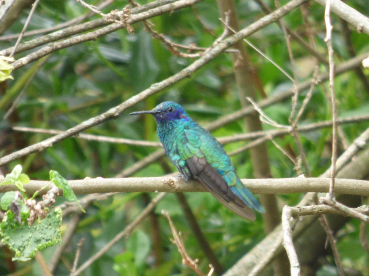 Колібрі синьочеревий - ML647360693