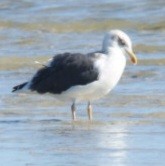 Kara Sırtlı Martı - ML647360710