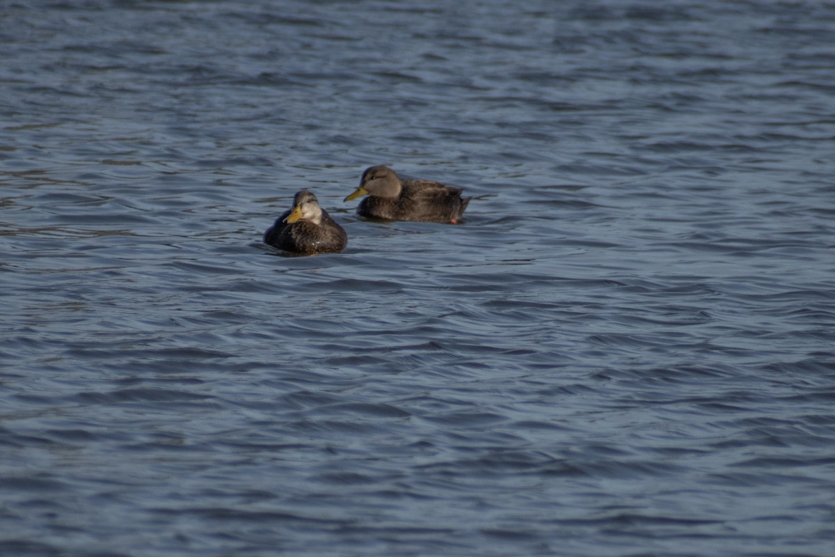 American Black Duck - ML647360713