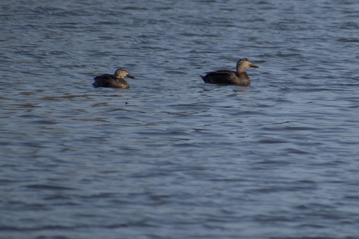 American Black Duck - ML647360714