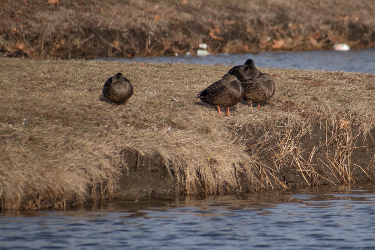 American Black Duck - ML647360715