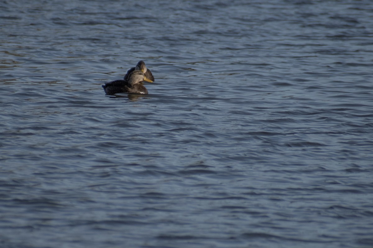 American Black Duck - ML647360716