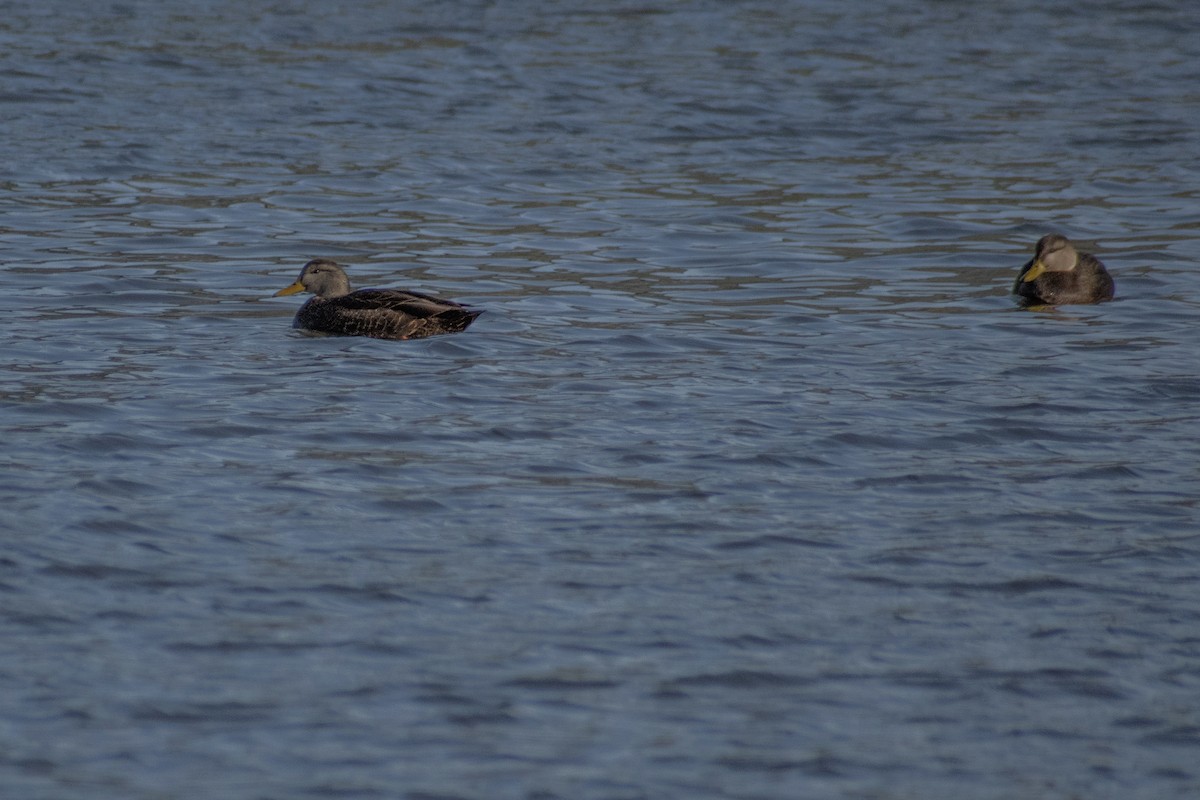 American Black Duck - ML647360717