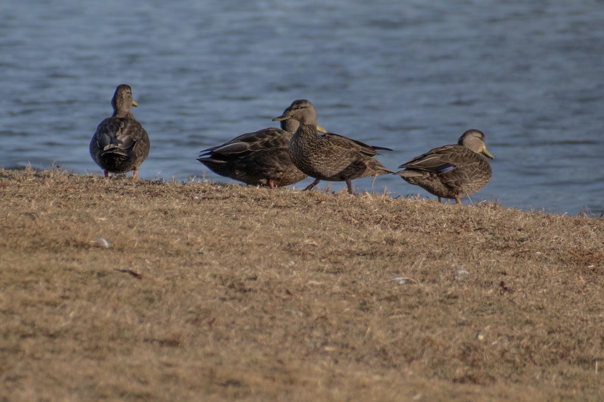 American Black Duck - ML647360718