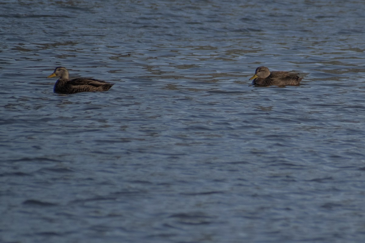 American Black Duck - ML647360719