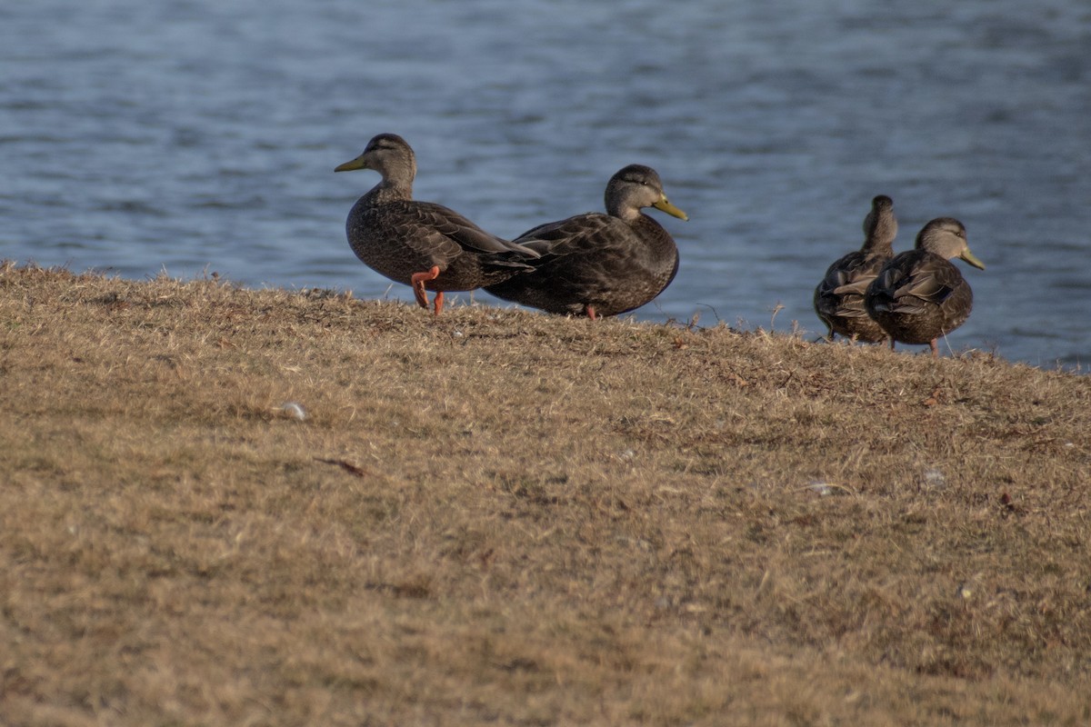 American Black Duck - ML647360720