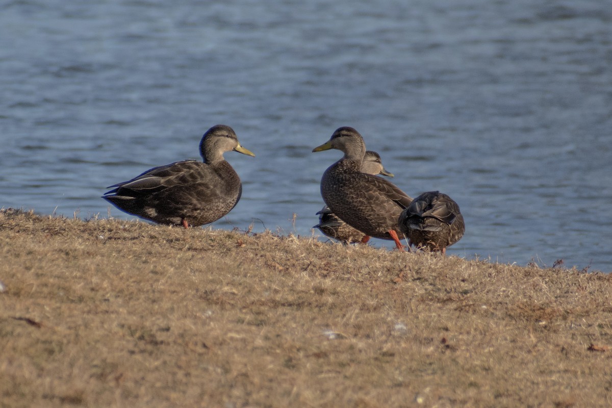 American Black Duck - ML647360721