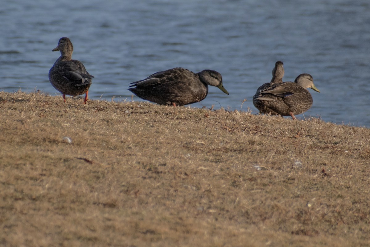 American Black Duck - ML647360722