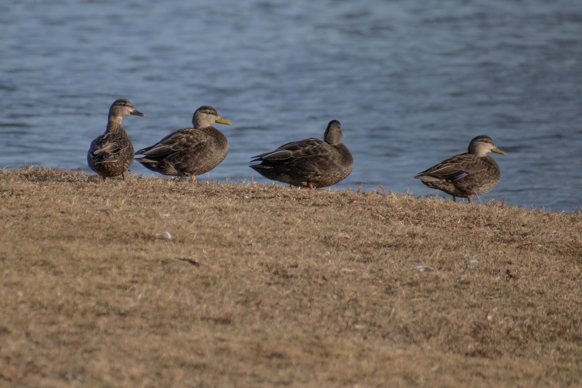 American Black Duck - ML647360723