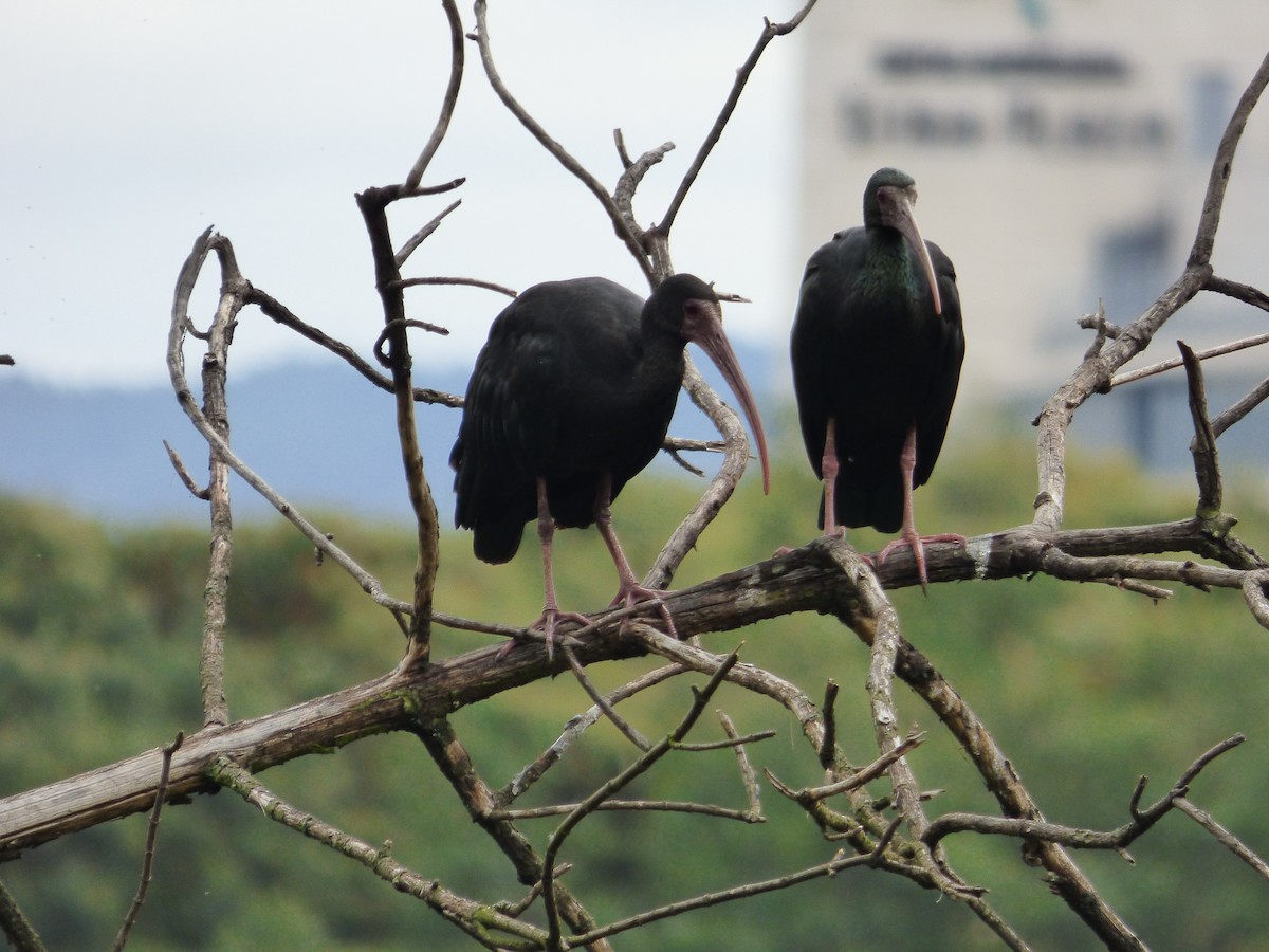 Ibis Afeitado - ML647360725