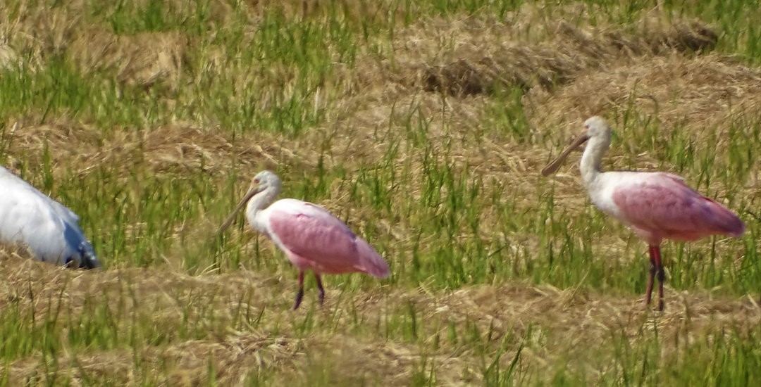 Roseate Spoonbill - ML647360728