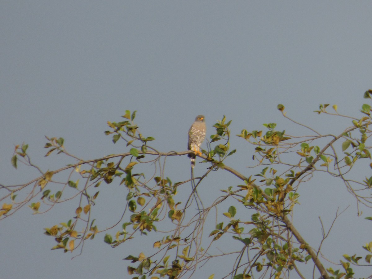 Roadside Hawk - ML647360736