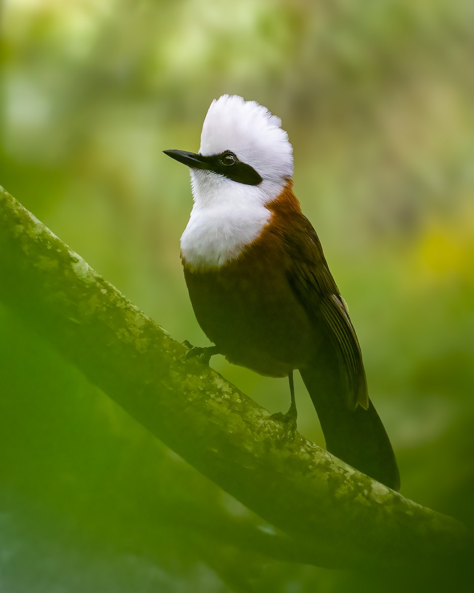 White-crested Laughingthrush - ML647360754