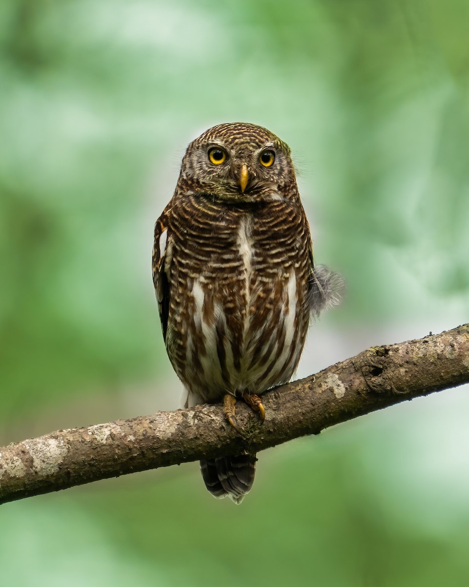 Asian Barred Owlet - ML647360762