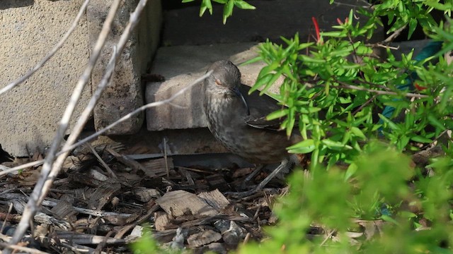 Curve-billed Thrasher - ML647360766