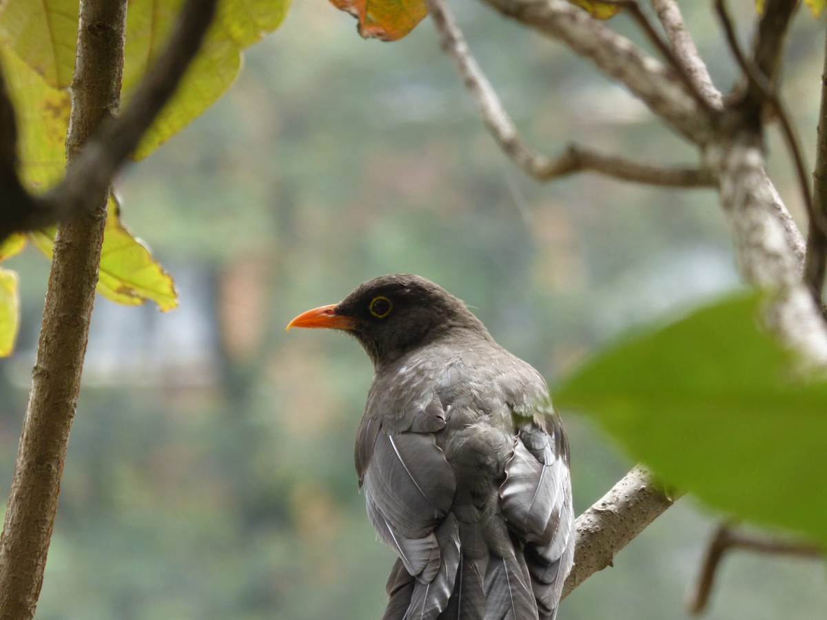Great Thrush - ML647360768