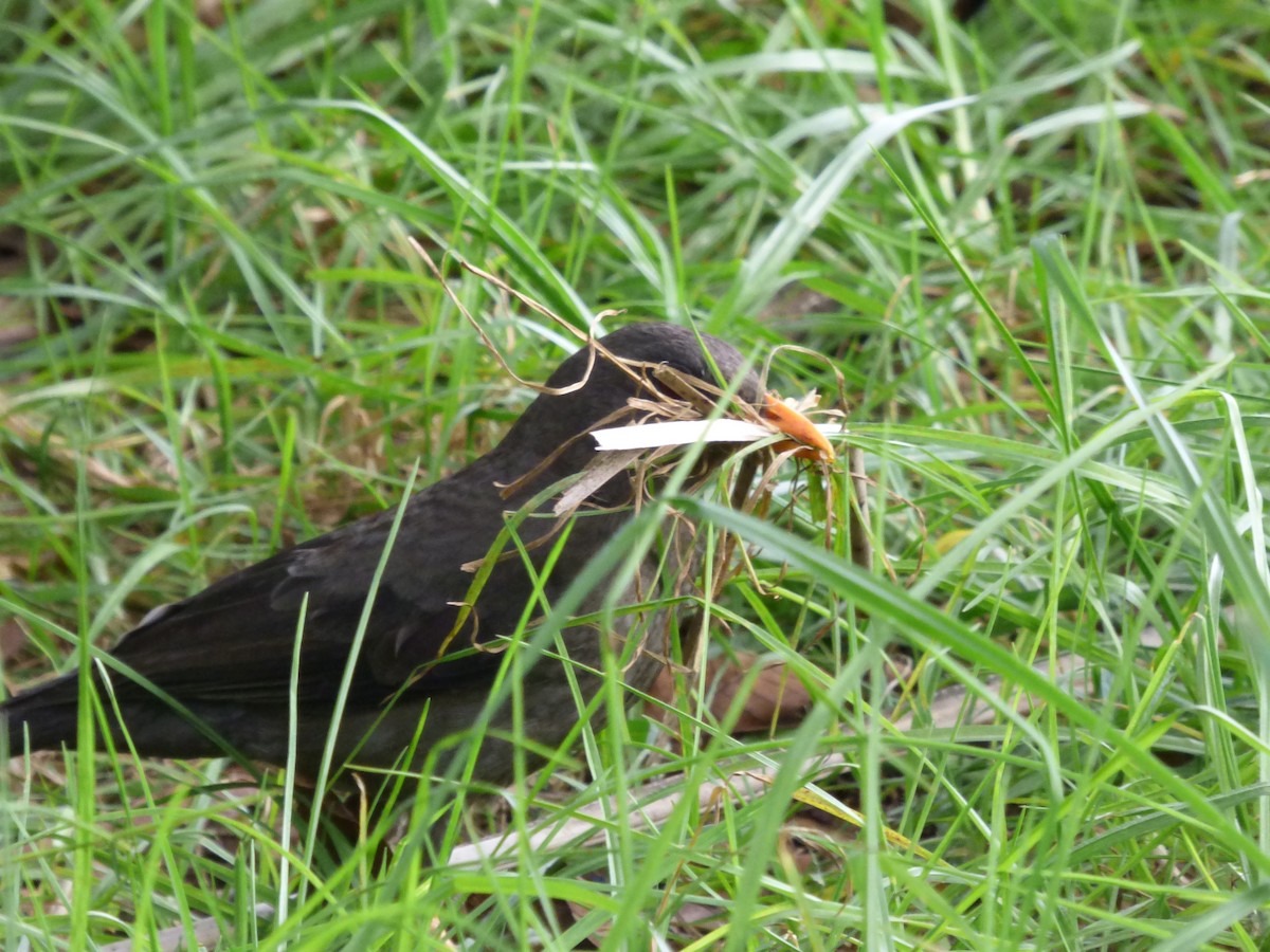 Great Thrush - ML647360769