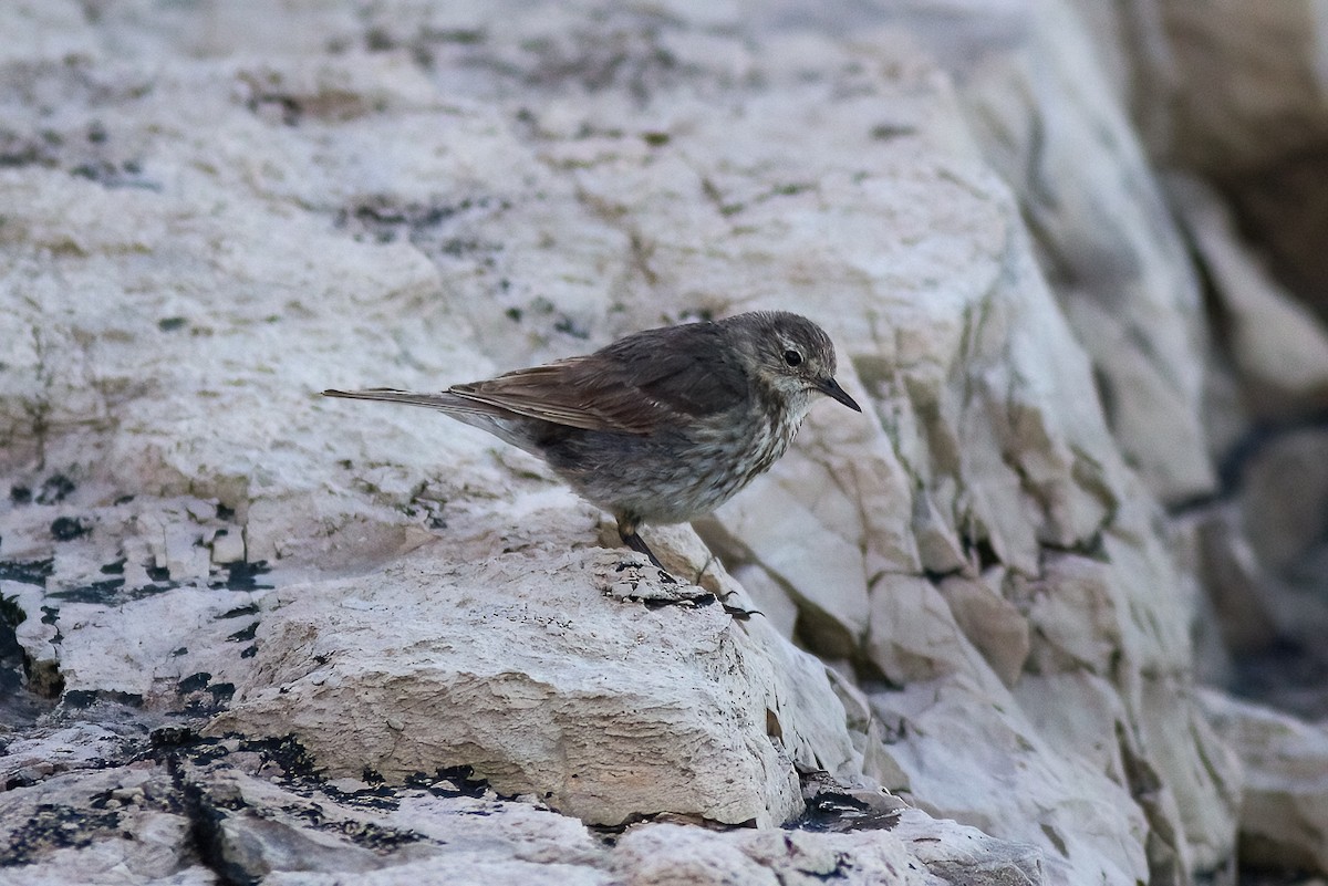 Rock Pipit - ML647360770