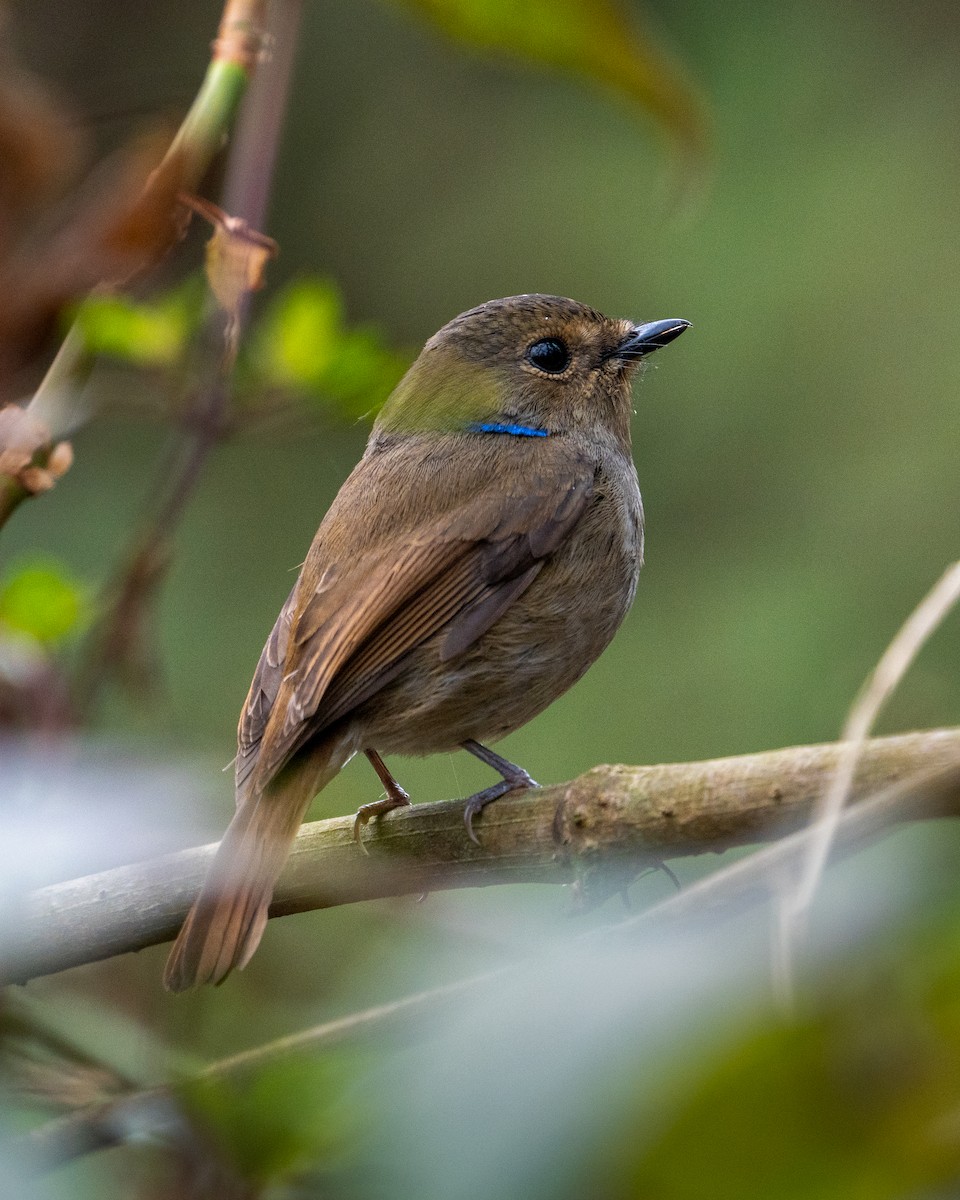 Small Niltava - ML647360778