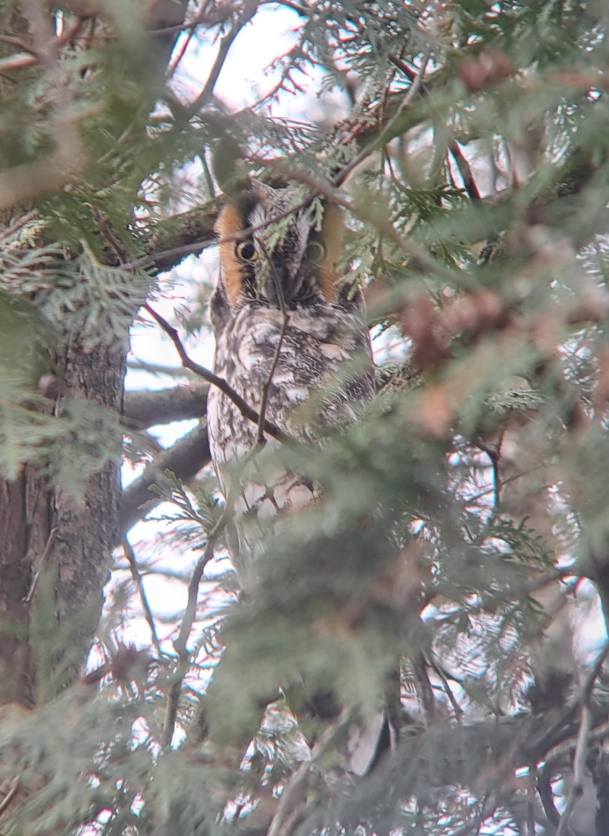 Long-eared Owl - ML647360779