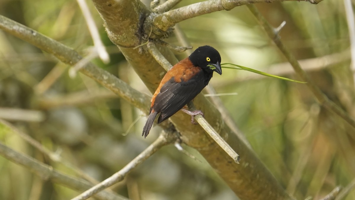 Chestnut-and-black Weaver - ML647360786