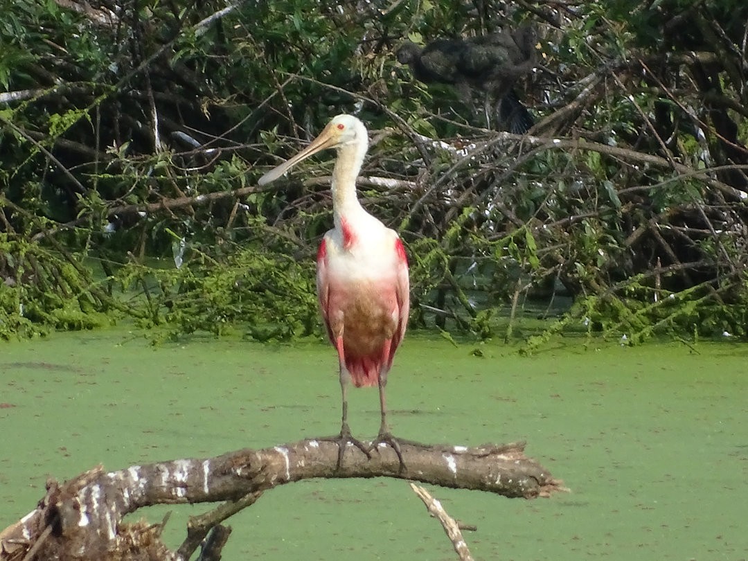 Roseate Spoonbill - ML647360789