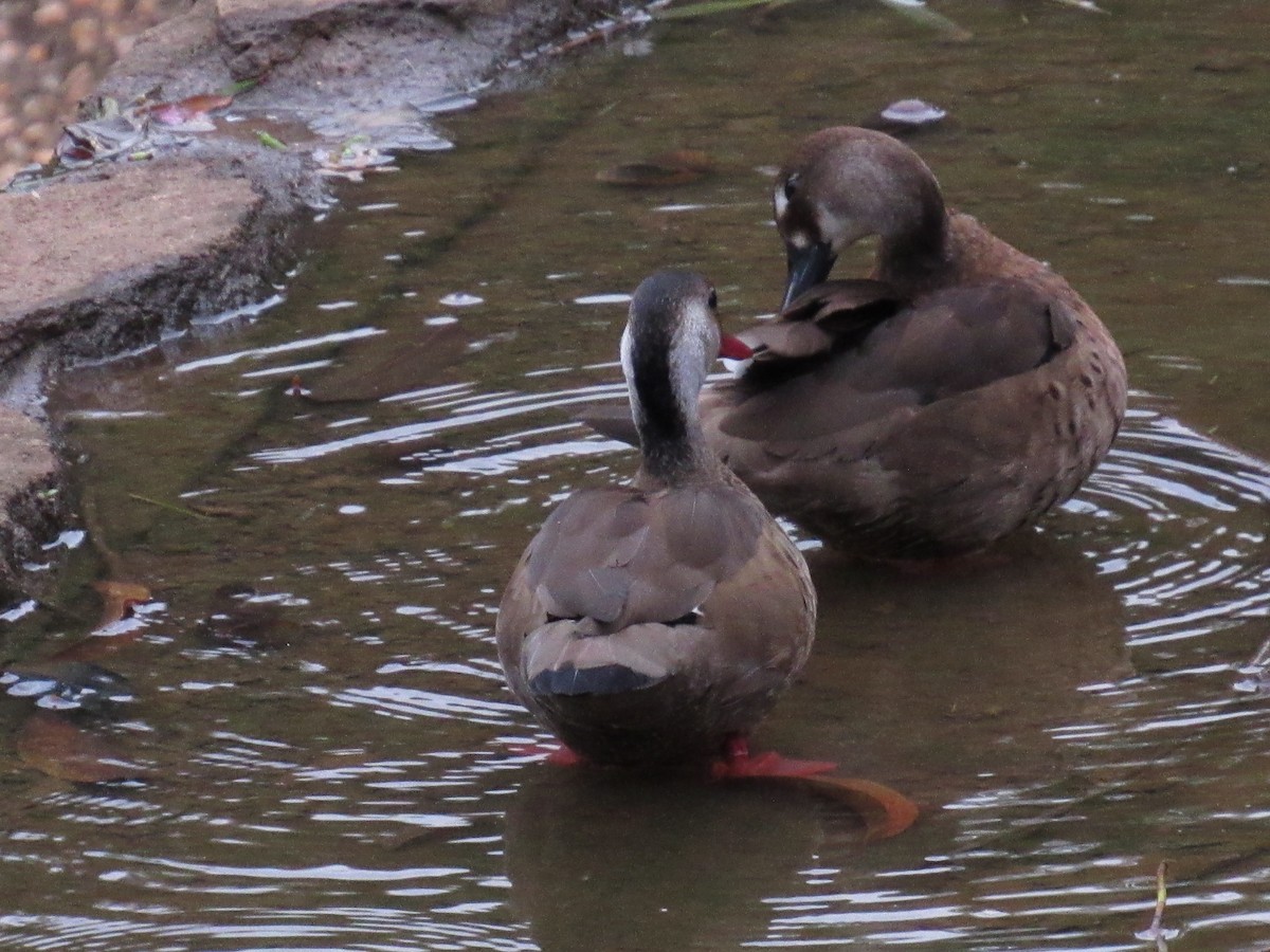 Brazilian Teal - ML647360790