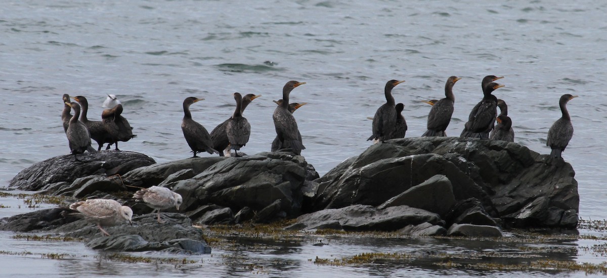 Ушастый баклан - ML647360792