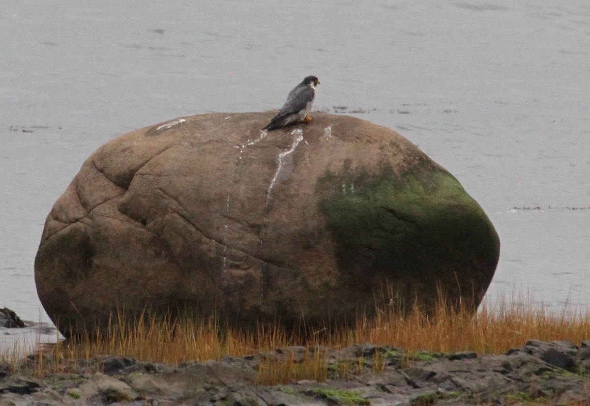 Faucon pèlerin - ML647360797