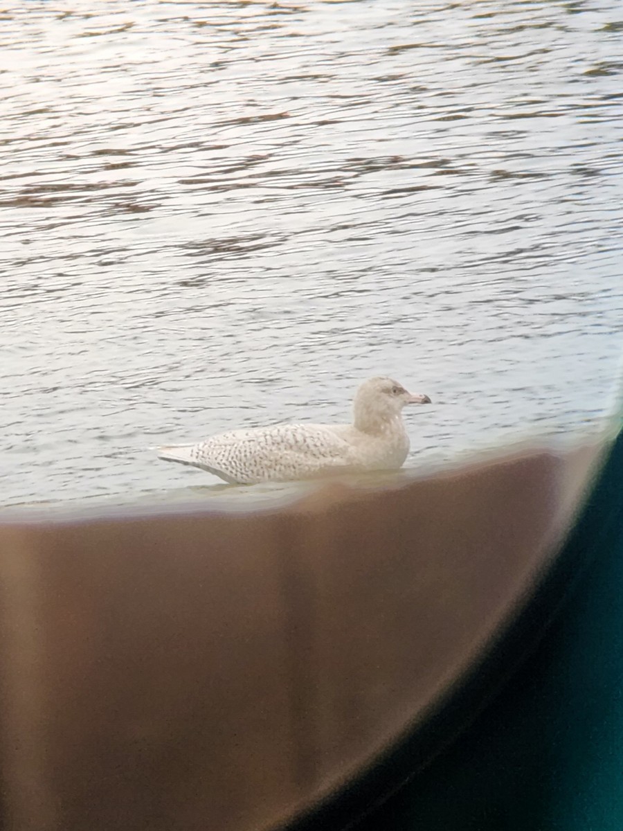 Glaucous Gull - ML647360798