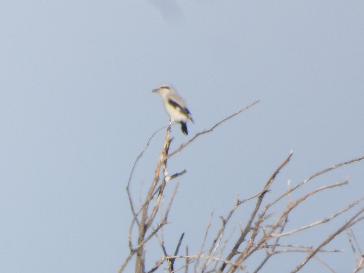 ťuhýk severní - ML647360809