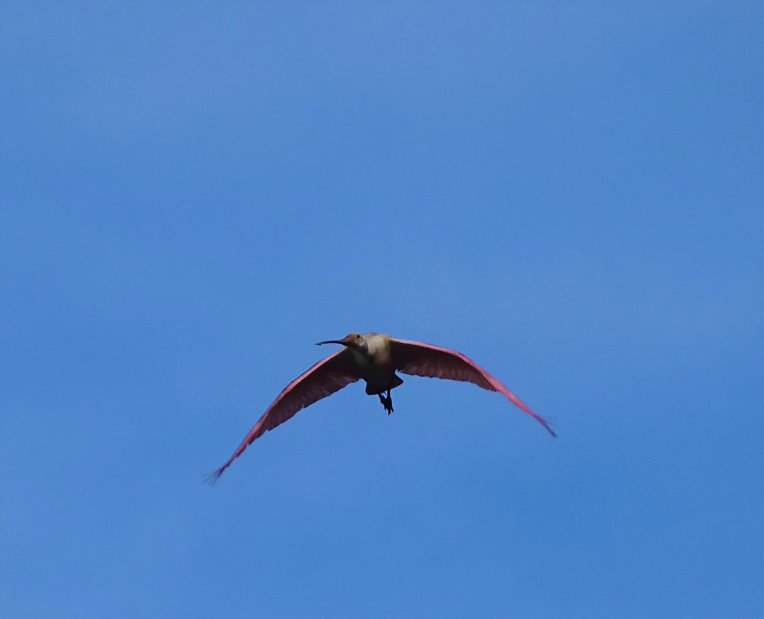 Roseate Spoonbill - ML647360810