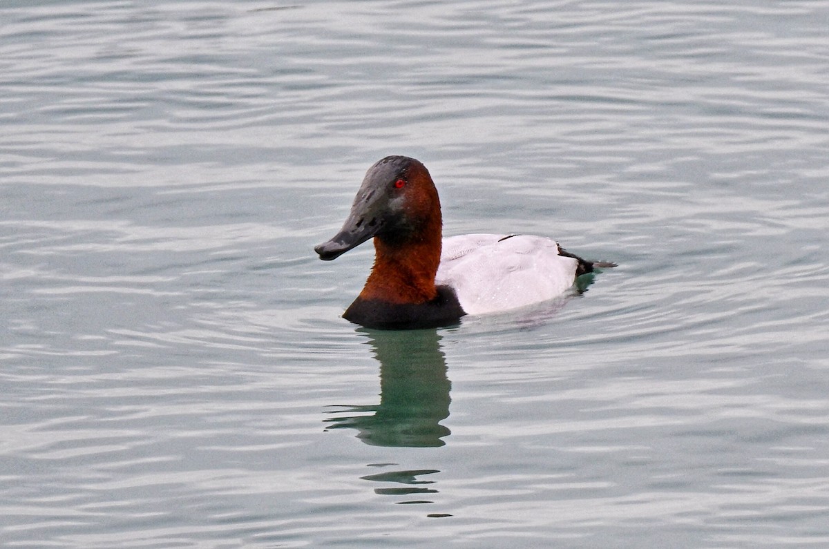 Murgilari bizkarzuria - ML647360824