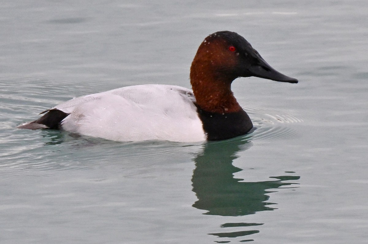 Murgilari bizkarzuria - ML647360829