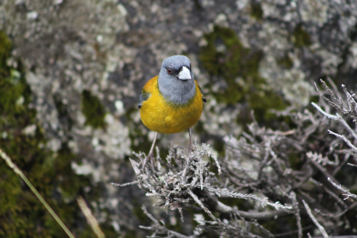 Patagonian Sierra Finch - ML647360854
