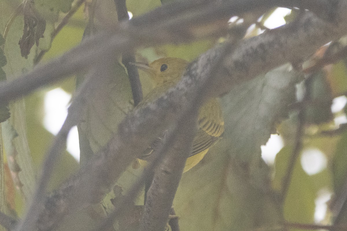 Northern Yellow Warbler - ML647360865