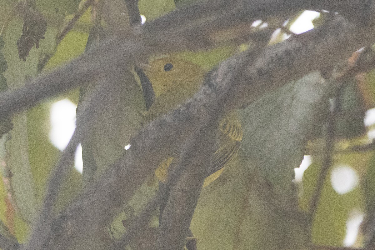 Northern Yellow Warbler - ML647360866